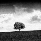 A Solitary Tree